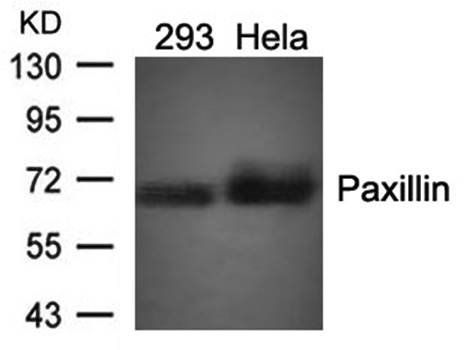 Paxillin (Ab18) Antibody