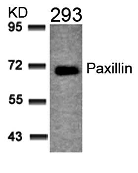 Paxillin (Ab-31) Antibody