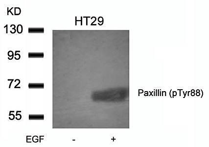 Paxillin (phospho-Tyr88) Antibody