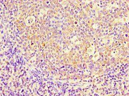 PBK Antibody