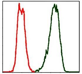 PBK Antibody