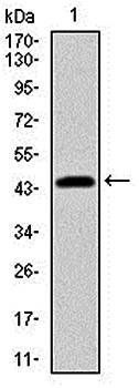 PBK Antibody