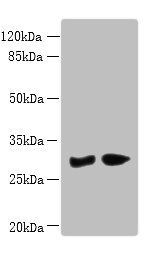 PBLD Antibody