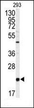 PBP antibody