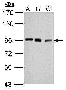 PCAF Rabbit Polyclonal Antibody