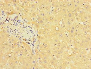PCBD1 Antibody