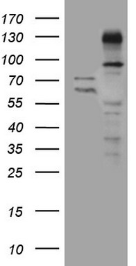 PCBP1 Antibody