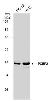 PCBP2 antibody