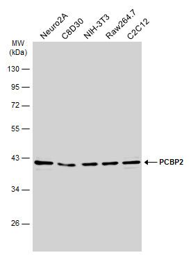 PCBP2 antibody [N1C1]