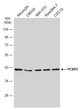 PCBP2 antibody