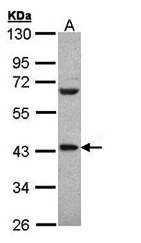 PCBP2 antibody