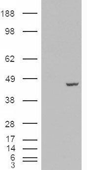 Goat anti-PCBP4 Antibody