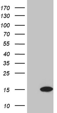 PCCA Antibody
