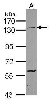 PCDH1 antibody [C2C3], C-term
