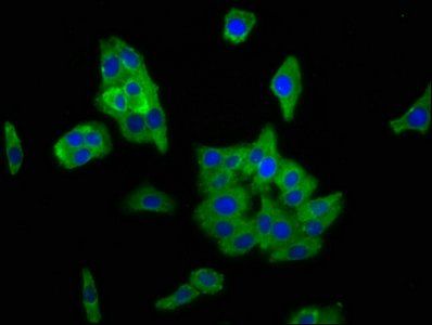 PCDH11X antibody