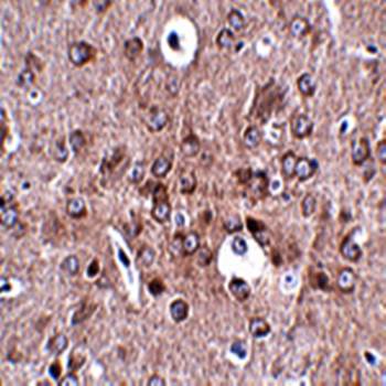 PCDH18 Antibody