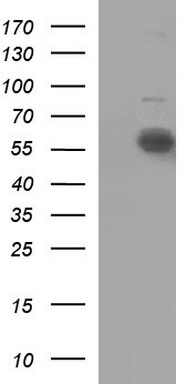 PCDH7 Antibody