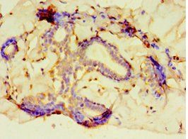 PCDHA6 antibody