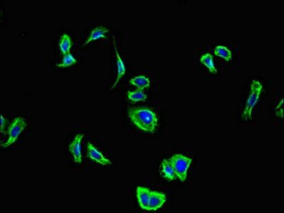 PCDHA6 antibody