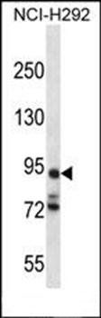 PCDHA7 antibody