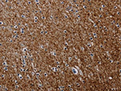 PCDHAC1 antibody