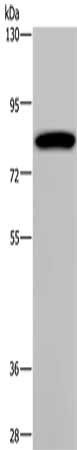 PCDHAC1 antibody