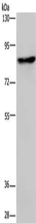PCDHAC1 Antibody