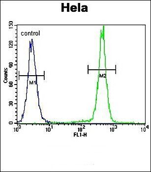 PCDHB10 antibody