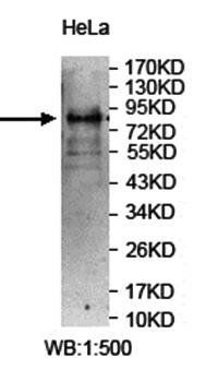 PCDHB10 Rabbit Polyclonal Antibody