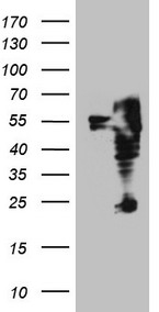 PCDHGC5 Antibody