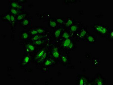 PCID2 Antibody