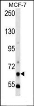 PCK1 antibody