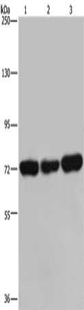 PCK2 antibody