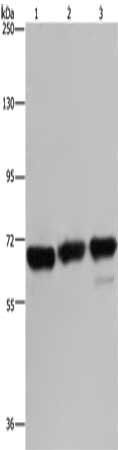 PCK2 antibody