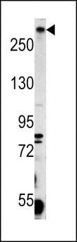PCM-1 antibody