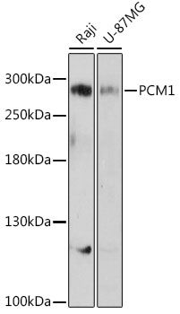 PCM1 antibody