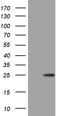 PCMT1 Antibody