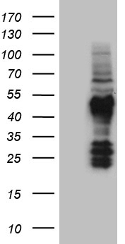 PCMT1 Antibody