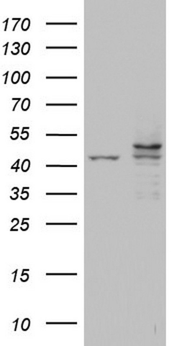 PCNA Antibody