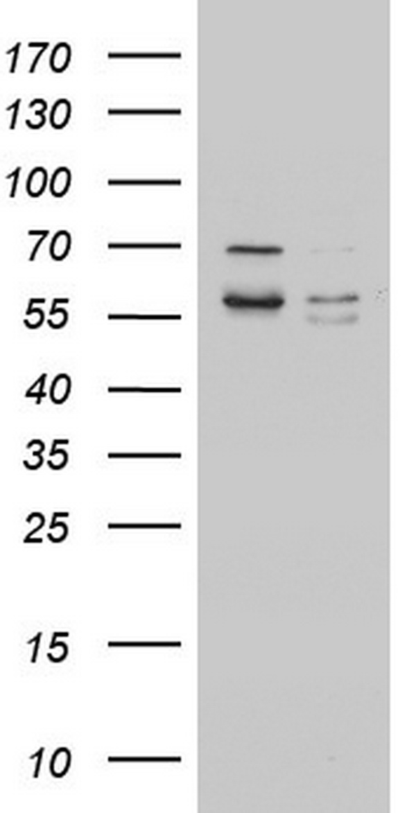 PCNA Antibody