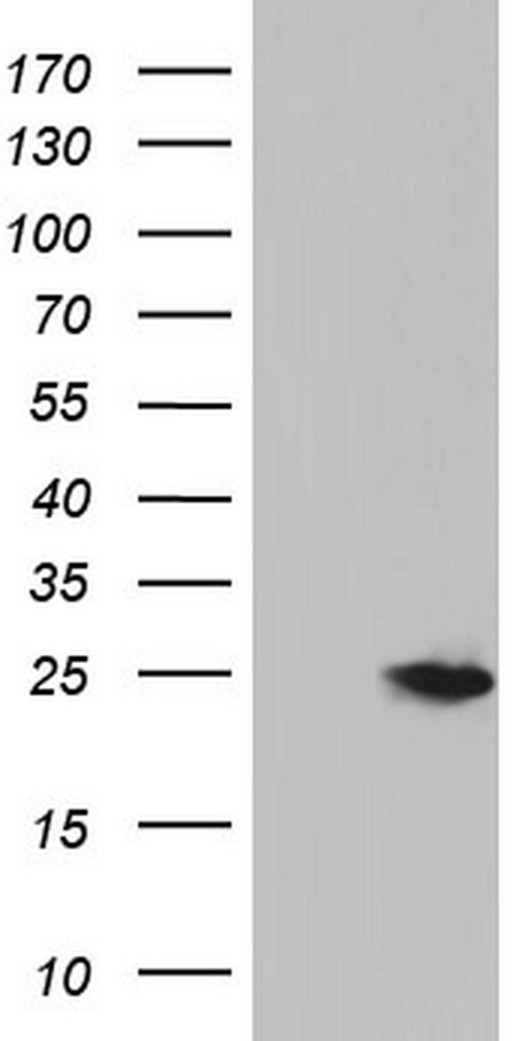 PCNA Antibody