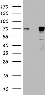 PCNA Antibody