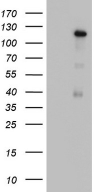 PCNA Antibody