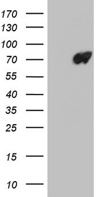 PCNA Antibody