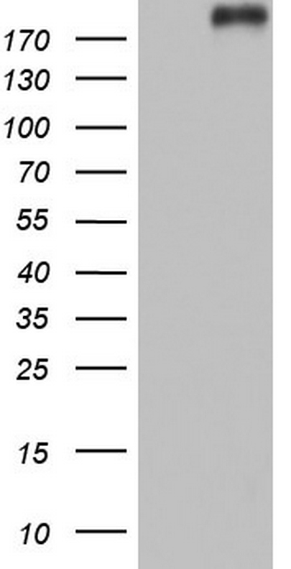 PCNA Antibody