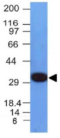 PCNA (Proliferating Cell Nuclear Antigen) (G1- & S-phase Marker) Antibody