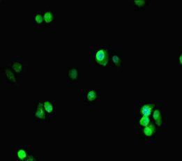 PCNA Antibody