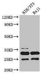 PCNA Antibody