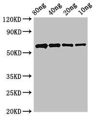 PCNA Antibody