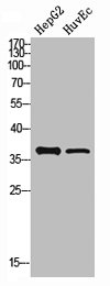 PCNA Antibody